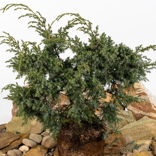 Можжевельник китайский Блю Альпс купить в Нижнем Новгороде