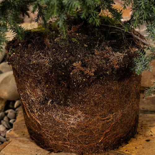 Можжевельник китайский Блю Альпс купить в Нижнем Новгороде