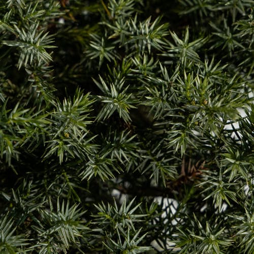 Можжевельник китайский Блю Альпс купить в Нижнем Новгороде