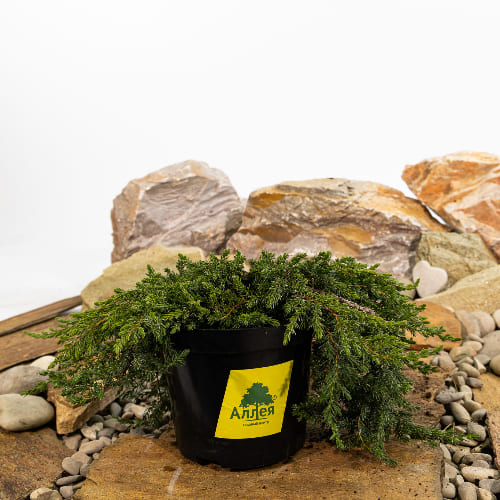 Можжевельник обыкновенный Гринмантл купить во Владимире