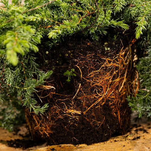 Можжевельник обыкновенный Гринмантл купить во Владимире