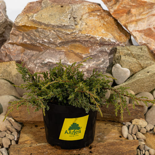 Можжевельник обыкновенный Репанда купить во Владимире