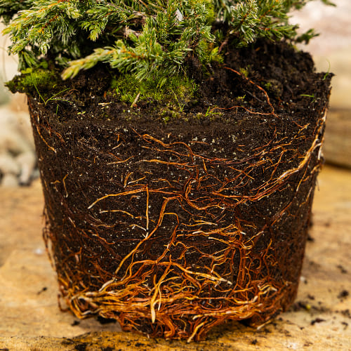 Можжевельник обыкновенный Репанда купить во Владимире