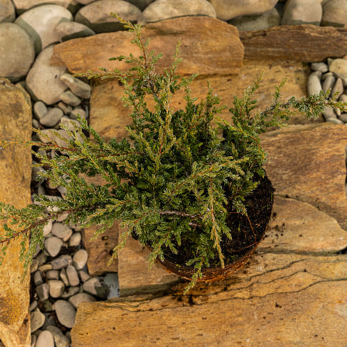 Можжевельник обыкновенный Репанда купить во Владимире