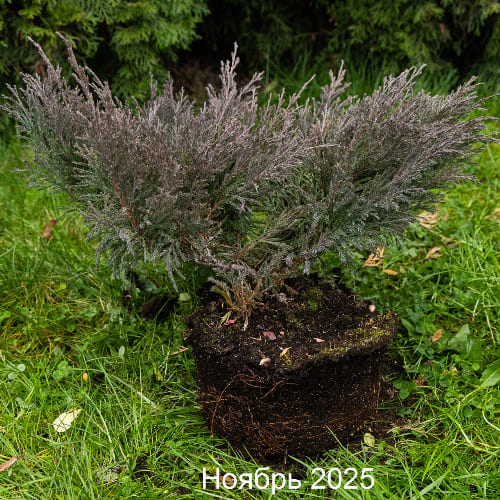 Можжевельник горизонтальный Андорра Компакта купить во Владимире
