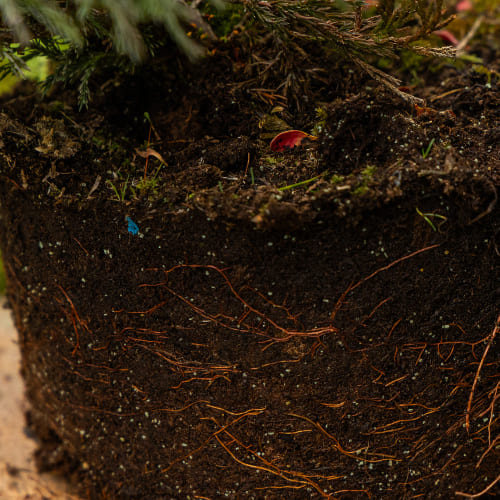 Можжевельник горизонтальный Андорра Компакта купить во Владимире