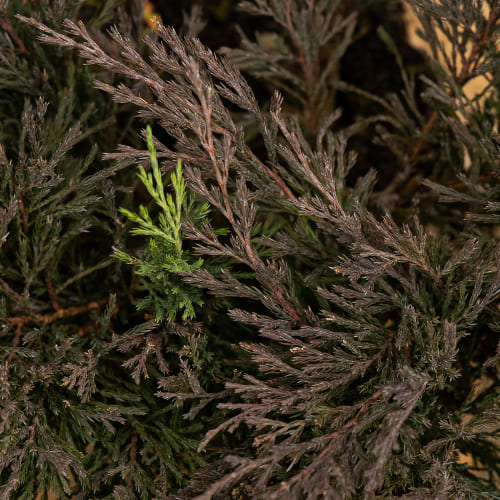 Можжевельник горизонтальный Андорра Компакта купить во Владимире