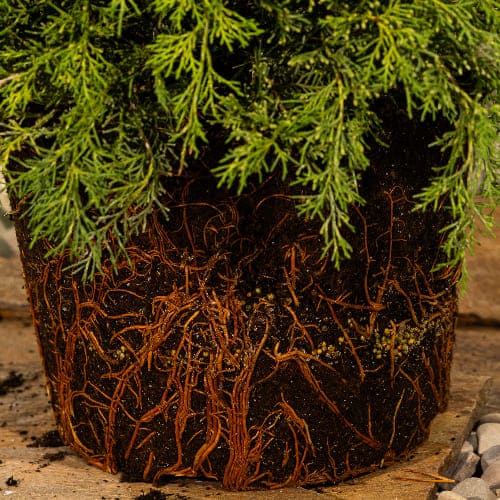 Можжевельник средний Голд Кост купить в Нижнем Новгороде