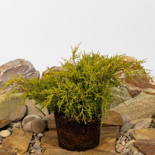 Можжевельник средний Олд Голд БОНСАЙ купить во Владимире