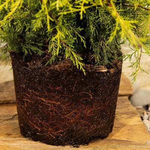 Можжевельник средний Олд Голд БОНСАЙ купить во Владимире