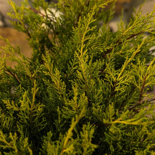 Можжевельник средний Олд Голд БОНСАЙ купить во Владимире