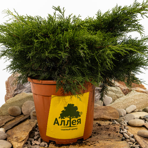 Можжевельник средний Олд Голд БОНСАЙ купить во Владимире