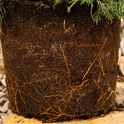 Можжевельник средний Олд Голд БОНСАЙ купить во Владимире