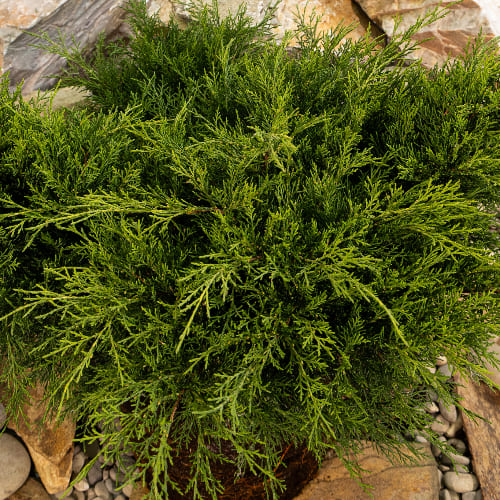 Можжевельник средний Олд Голд БОНСАЙ купить во Владимире