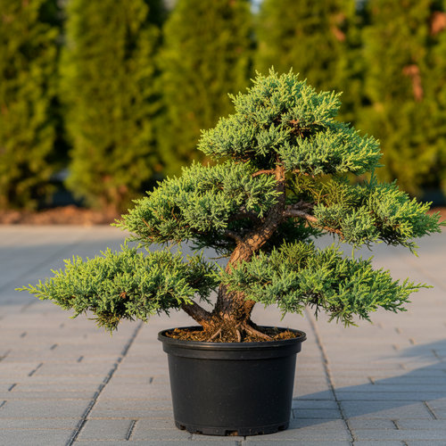 Можжевельник средний  Mint Julep Bonsai купить в Кирове