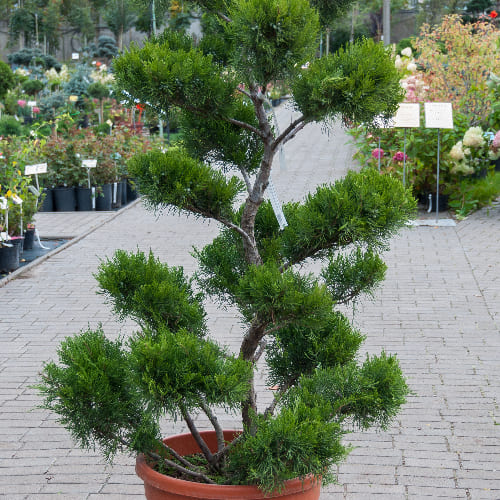 Можжевельник средний купить в Нижнем Новгороде