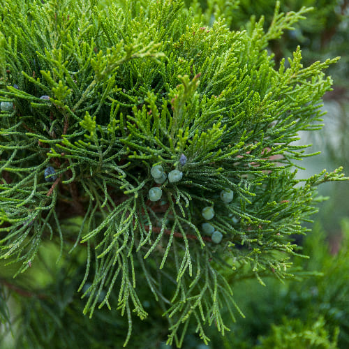 Можжевельник средний купить в Нижнем Новгороде