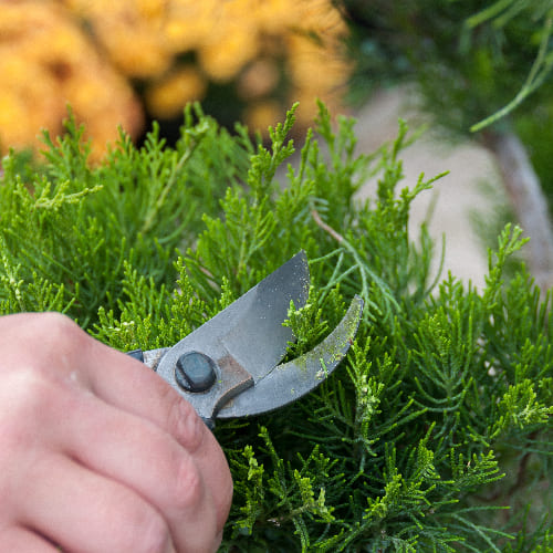 Можжевельник средний купить в Нижнем Новгороде