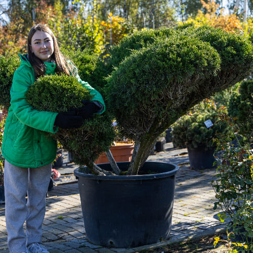 Можжевельник средний купить во Владимире