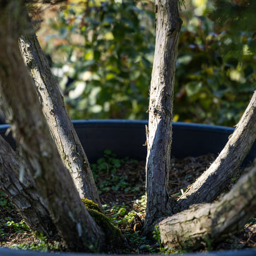Можжевельник средний купить во Владимире