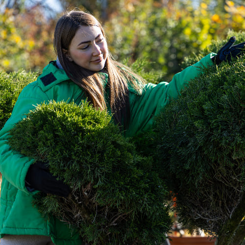 Можжевельник средний купить во Владимире