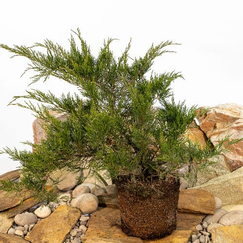 Можжевельник средний Фитцериана Минт Джулеп купить во Владимире