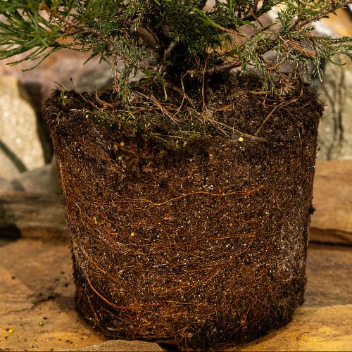 Можжевельник средний Фитцериана Минт Джулеп купить во Владимире