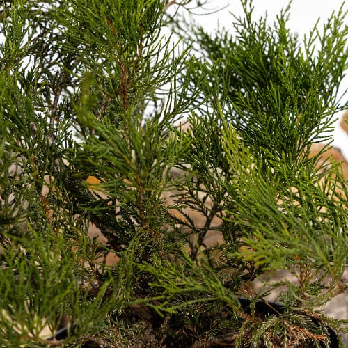 Можжевельник средний Фитцериана Минт Джулеп купить во Владимире