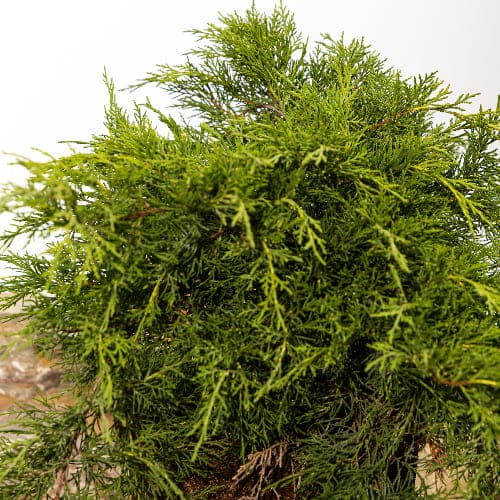 Можжевельник средний Фитцриана Олд Голд купить в Нижнем Новгороде