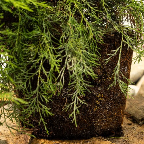 Можжевельник средний Фитцриана Олд Голд купить в Нижнем Новгороде