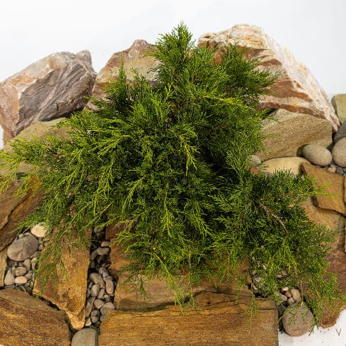 Можжевельник средний Фитцриана Олд Голд купить в Нижнем Новгороде