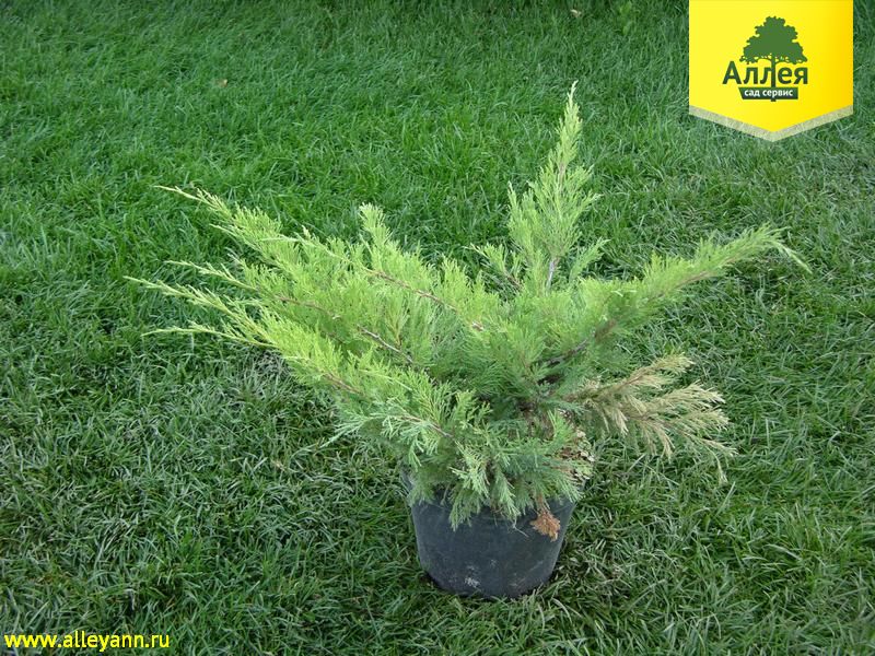 Можжевельник казацкий Броадмур купить в Нижнем Новгороде