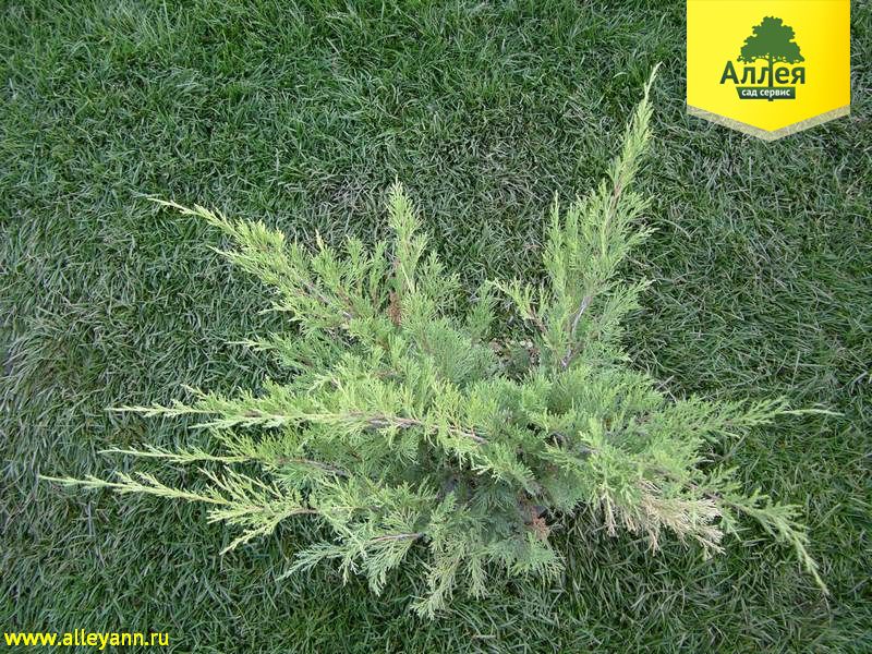 Можжевельник казацкий Броадмур купить в Нижнем Новгороде