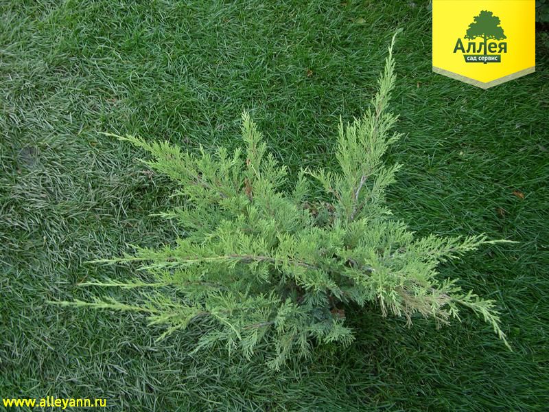 Можжевельник казацкий Броадмур купить в Нижнем Новгороде