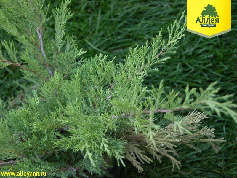 Можжевельник казацкий Броадмур купить в Нижнем Новгороде