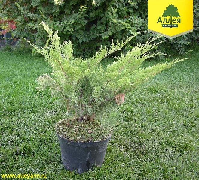Можжевельник казацкий Броадмур купить в Нижнем Новгороде