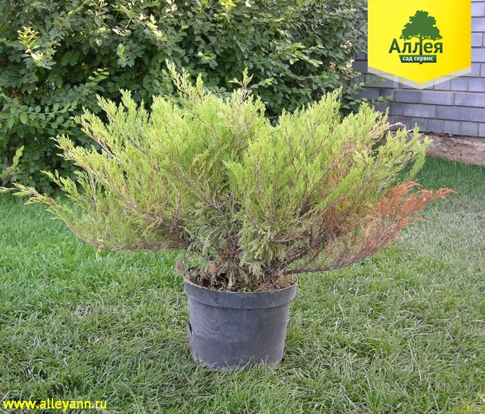Можжевельник казацкий Броадмур купить в Нижнем Новгороде