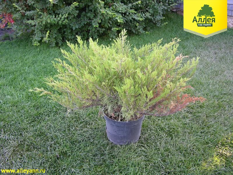 Можжевельник казацкий Броадмур купить в Нижнем Новгороде