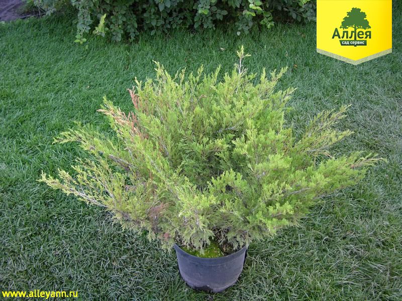 Можжевельник казацкий Броадмур купить в Нижнем Новгороде