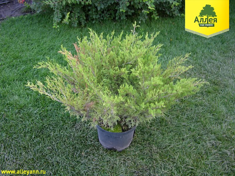Можжевельник казацкий Броадмур купить в Нижнем Новгороде