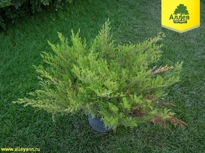 Можжевельник казацкий Броадмур купить в Нижнем Новгороде