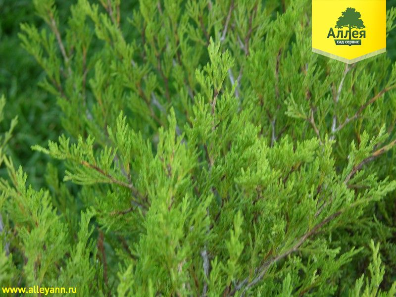 Можжевельник казацкий Броадмур купить в Нижнем Новгороде