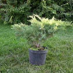Можжевельник казацкий Глаука купить в Нижнем Новгороде