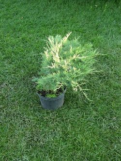 Можжевельник казацкий Глаука купить в Нижнем Новгороде