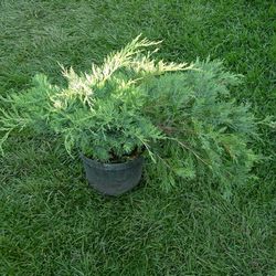 Можжевельник казацкий Глаука купить в Нижнем Новгороде