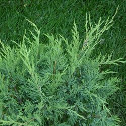 Можжевельник казацкий Глаука купить в Нижнем Новгороде