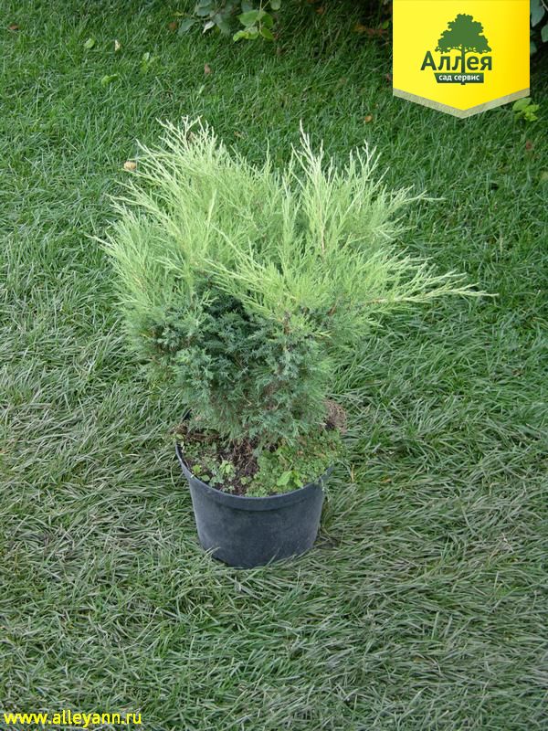 Можжевельник казацкий Мас купить в Нижнем Новгороде