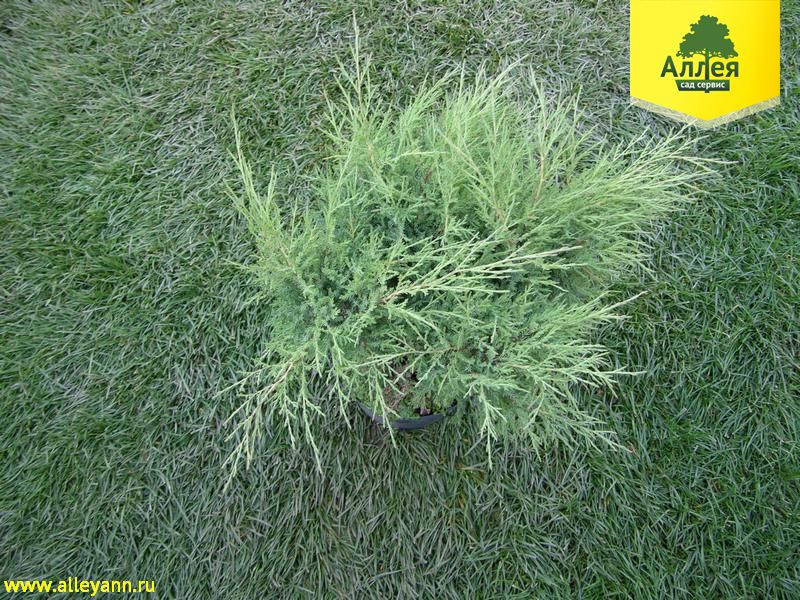 Можжевельник казацкий Мас купить в Нижнем Новгороде