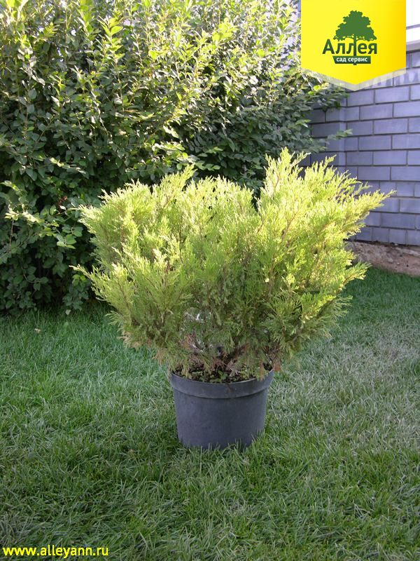 Можжевельник казацкий Мас купить в Нижнем Новгороде
