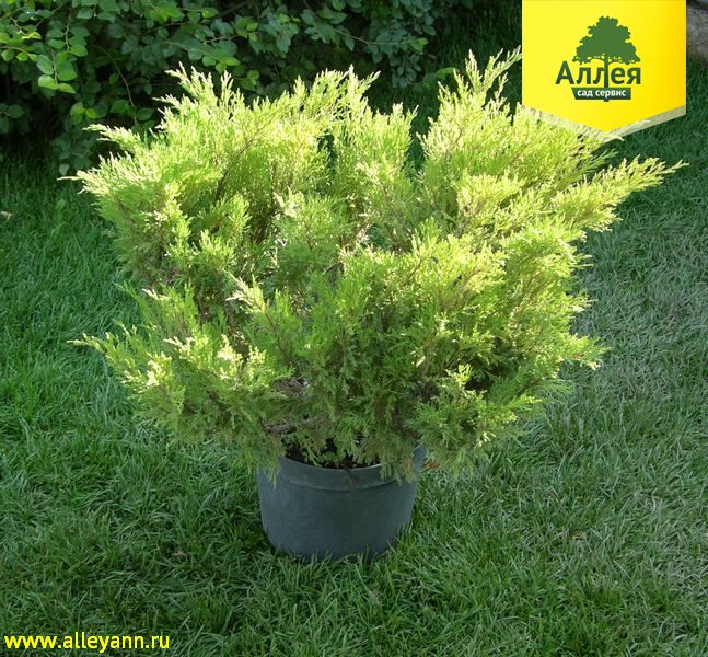 Можжевельник казацкий Мас купить в Нижнем Новгороде